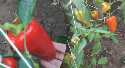 Перець почне червоніти на очах: що терміново зробити з кущами у вересні