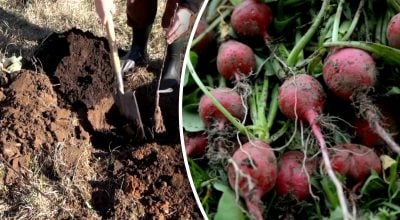 Город у вересні оживає: 9 овочів, які дадуть великий урожай восени, що посадити