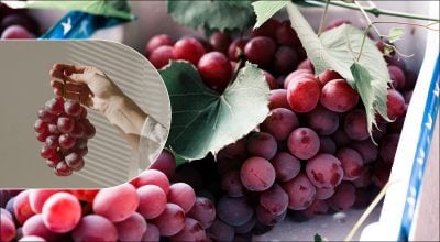 Виноград не псується впродовж місяця: простий лайфхак для зберігання ягід