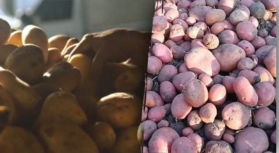 Як правильно зберігати насіннєву картоплю