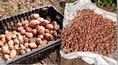 Що робити з картоплею після викопування Що робити з картоплею після викопування