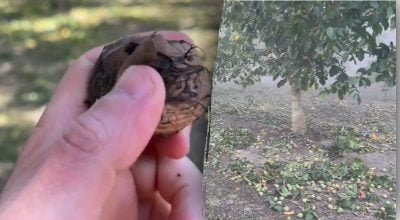 Коли збирати горіхи Коли збирати горіхи