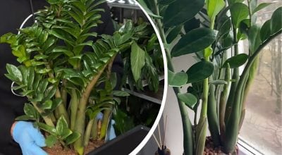 Заміокулькас стане пишним і густим: знадобляться два продукти з кухні Заміокулькас стане пишним і густим: знадобляться два продукти з кухні