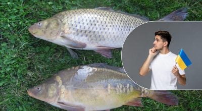 Аж ніяк не "карп": як правильно назвати популярну рибу українською