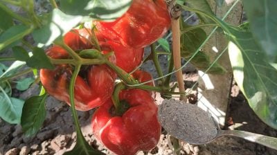 Зелені перці масово почервоніють: секрет вересневого підживлення кущів