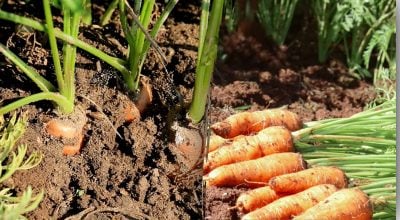 Посев моркови под зимой Посев моркови под зимой