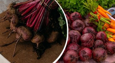 Не згниє і не пересохне до весни: як правильно зберігати буряк Не згниє і не пересохне до весни: як правильно зберігати буряк