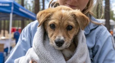 Як в Україні рятують домашніх улюбленців під час війни: евакуація, допомога та нові правила турботи