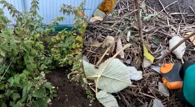 Коли обрізати малину, щоб не втратити весь урожай: головні правила Коли обрізати малину, щоб не втратити весь урожай: головні правила