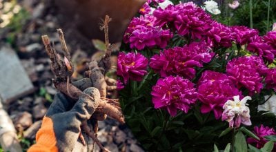 Півонії пишно цвістимуть роками: коли і як правильно ділити кущі восени Півонії пишно цвістимуть роками: коли і як правильно ділити кущі восени