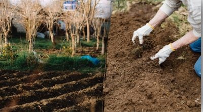 Захист ґрунту на зиму: чим засіяти або накрити город у вересні