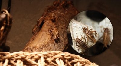 Цвіркуни оселилися в будинку: простий спосіб прогнати їх назавжди