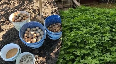 Что посеять после картофеля, чтобы весной было меньше работы: какой сидерат выбрать Что посеять после картофеля, чтобы весной было меньше работы: какой сидерат выбрать