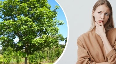 Аж ніяк не "ясєнь": як правильно назвати дерево українською