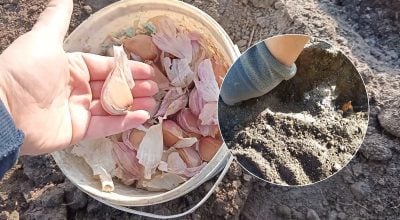 Озимый лук и чеснок отблагодарят щедрым урожаем: что нужно сделать с грядкой