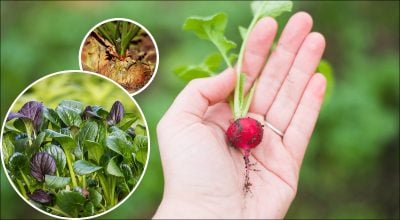 Осінній посів на дачі: сім найкращих культур для посадки у вересні та під зиму
