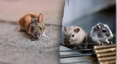 До чого з'являються миші в будинку