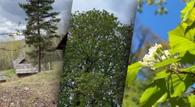 Які види дерев категорично не можна садити біля будинку: попередження лісника