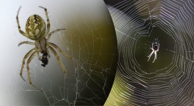 Павуки масово лізуть у будинки восени: що покласти на підвіконня, щоб їх відлякати