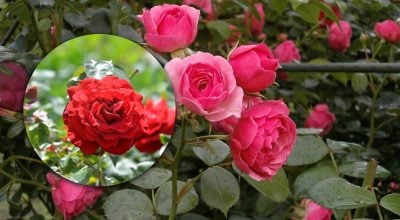 Квіти не зів'януть до морозів: як продовжити цвітіння троянд восени Квіти не зів'януть до морозів: як продовжити цвітіння троянд восени