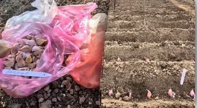 Неочевидна користь на грядці: що саджають поруч із часником восени