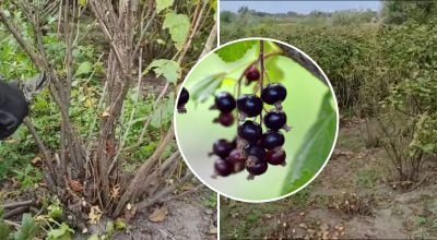 Осіння обрізка смородини Осіння обрізка смородини
