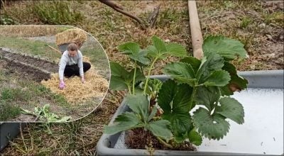 Коли насправді слід садити полуницю восени: садівниця розкрила секрет врожайності