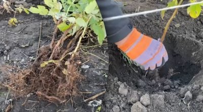 Как правильно сажать малину осенью: садовод раскрыл секреты посадки и обрезки Как правильно сажать малину осенью: садовод раскрыл секреты посадки и обрезки