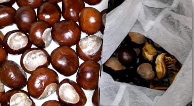 Як використовують кінський каштан у побуті Як використовують кінський каштан у побуті