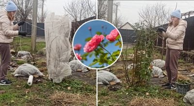 Підготовка троянд до зими Підготовка троянд до зими