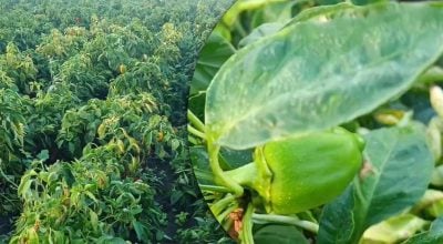 Зелені перці ще встигнуть дозріти: як зберегти врожай і кущ до зими