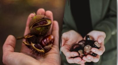 Куди покласти каштан для фінансової стабільності Куди покласти каштан для фінансової стабільності