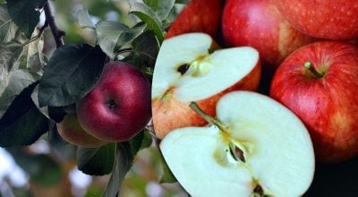 Яблука пролежать до весни: як за насінням визначити правильний час збору