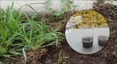 Як за 5 хвилин визначити кислотність ґрунту: простий трюк із содою та оцтом