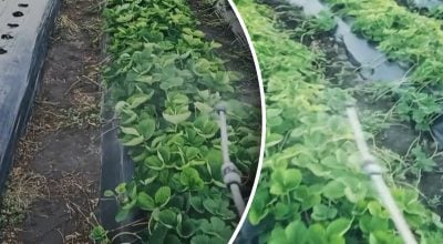 Полуницю вже час готувати до зими: що дати кущам у вересні та жовтні
