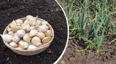 Озимый чеснок даст рекордный урожай: какие культуры посадить рядом
