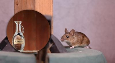 Миші більше не полізуть у дім: який засіб змусить їх триматися подалі