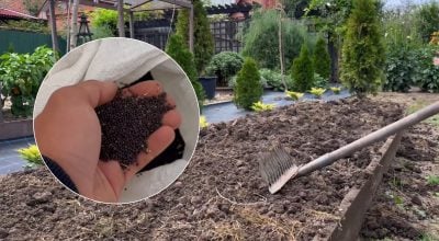 Ґрунт стане пухким і родючим: що посіяти на порожніх грядках восени Ґрунт стане пухким і родючим: що посіяти на порожніх грядках восени