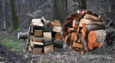 Без штрафов и разрешений: какие дрова можно собирать в лесу осенью