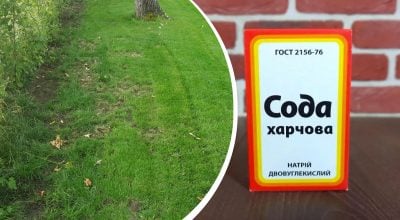 Газон не заросте мохом і бурʼянами: що потрібно зробити перед настанням холодів