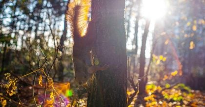 Температура в Україні знизиться до +9 градусів: синоптики назвала дату похолодання