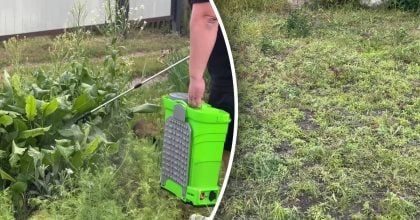 Бур'яни засохнуть без зусиль: потрібна одна річ, яка знайдеться вдома