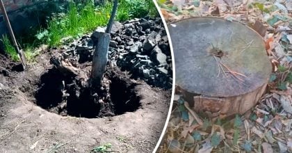 Старий пеньок зникне сам без лопати: чим його потрібно посипати у вересні