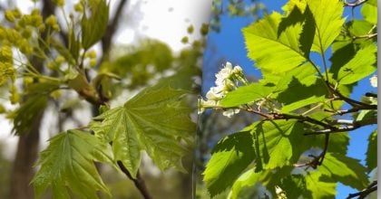 Заборонені дерева в Україні — за висадку яких порід загрожує штраф