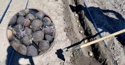 Посадка картоплі у вересні: ірландський метод для раннього урожаю