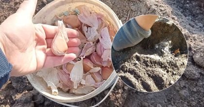 Озима цибуля та часник віддячать щедрим урожаєм: що потрібно зробити з грядкою