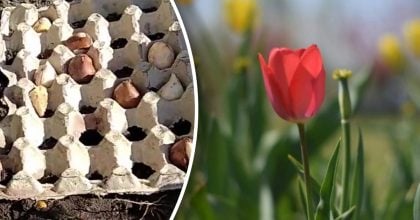 Лотки з-під яєць допомагають красиво посадити тюльпани: навесні клумба перетворюється