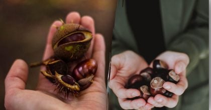 Секрет фінансового успіху: куди покласти каштани для залучення грошей