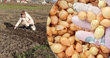 Урожай буде вдвічі більшим: коли та як правильно садити цибулю під зиму