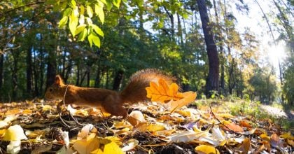 В Україні потепління майже повністю витіснить дощі: коли зміниться погода